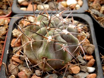 Acanthocalycium griseum