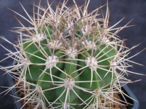 Acanthocalycium sp LF 112