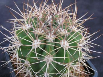 Acanthocalycium sp LF 112
