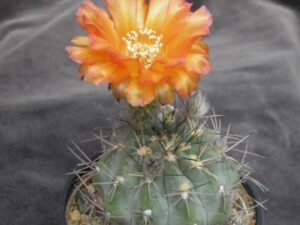 Acanthocalycium thionanthum