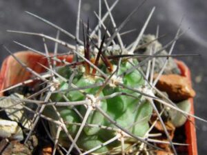 Acanthocalycium variiflorum