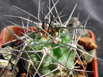 Acanthocalycium variiflorum