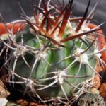 Acanthocalycium catamarcense