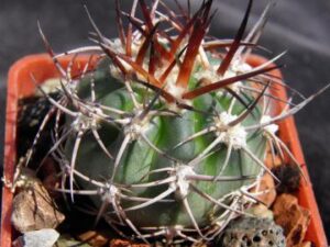 Acanthocalycium catamarcense