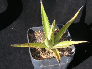 Agave lechuguilla