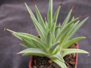 Agave striata nana
