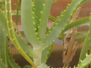 Aloe arborescens (1)