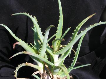Aloe arborescens