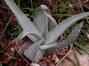 Aloe hereroensis