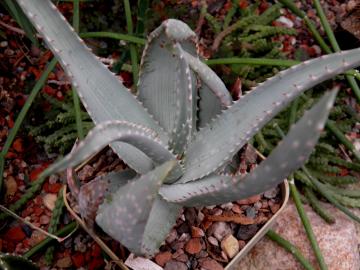 Aloe hereroensis