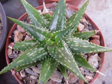 Aloe jucunda