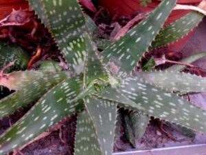 Aloe_maculata_7065 Aloe maculata