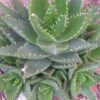 Aloe mitriformis