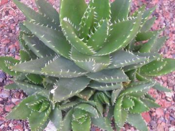 Aloe mitriformis