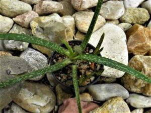 Aloe_pendens_5346 Aloe pendens