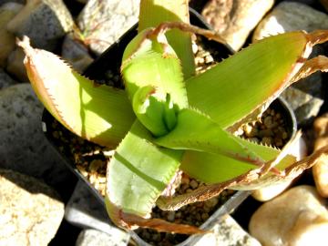 Aloe sp