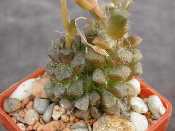 Anacampseros filamentosa