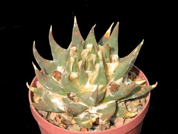 Ariocarpus trigonus