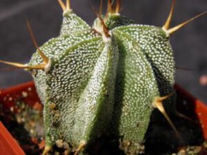 Asprophytum_ornatum v.mirbelii_903 Astrophytum ornatum1
