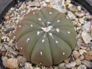 Astrophytum_asterias v nudum_4007 Astrophytum asterias v nudum