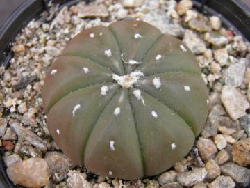 Astrophytum asterias v nudum