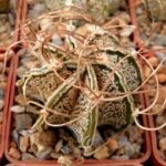 Astrophytum capricorne