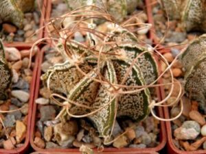 Astrophytum_capricorne_7069 Astrophytum capricorne