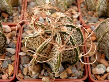 Astrophytum capricorne