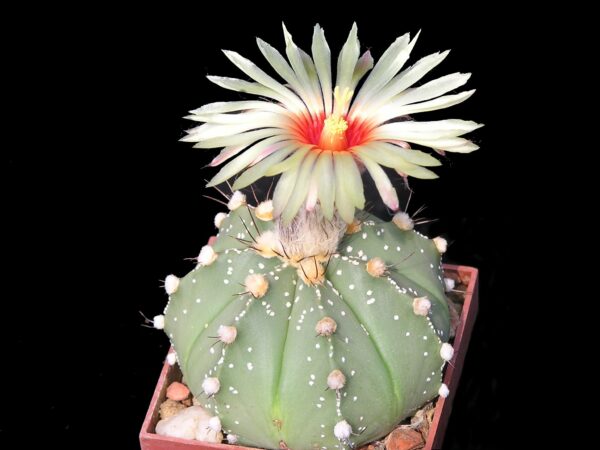 Astrophytum asterias hybrid