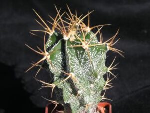 Astrophytum ornatum