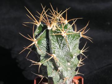Astrophytum ornatum