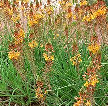 Bulbine__4450 Bulbine frutescens