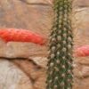 Cleistocactus sp (1)