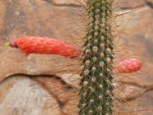 Cleistocactus sp (1)
