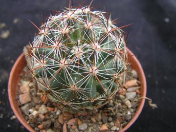 Coryphantha vivipara v radiosa