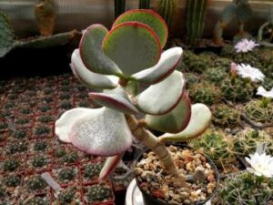 Crassula arborescens