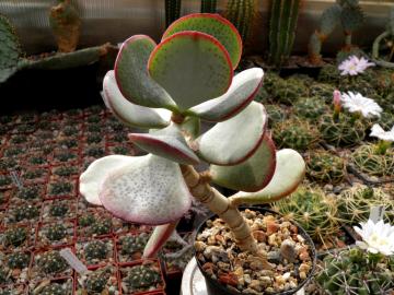 Crassula arborescens