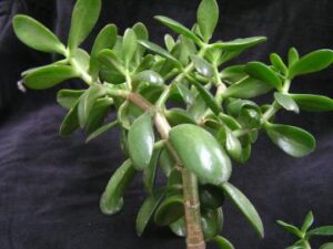 Crassula ovata