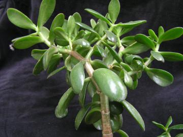 Crassula ovata
