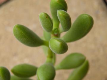 Crassula rogersii