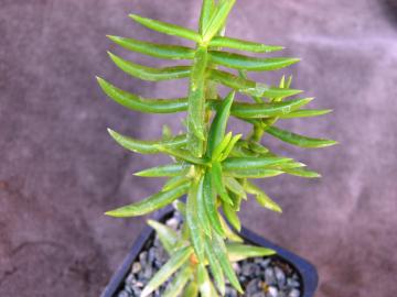 Crassula tetragona