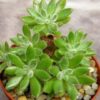 Echeveria pilosa