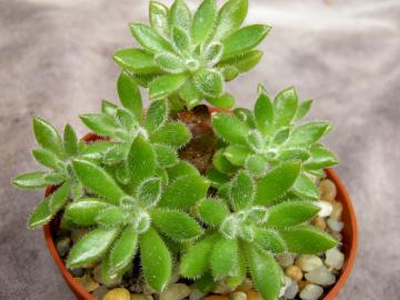 Echeveria pilosa (1)
