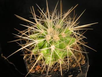 Echinocactus grusonii (1)