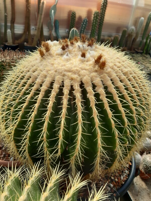Echinocactus grusonii (6)