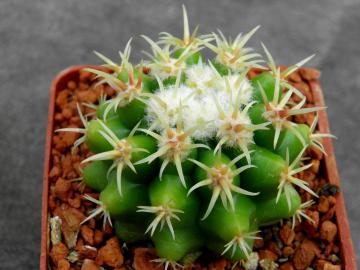 Echinocactus grusonii f brevispinus