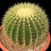 Echinocactus grusonii (4)