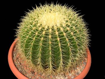 Echinocactus grusonii (4)