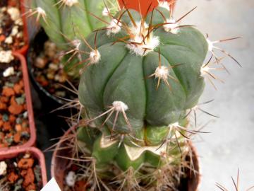 Echinocactus horizonthalonius