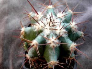 Echinocactus ingens v minor
